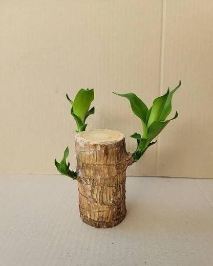 Brazilian Fortune Tree Mini Decor